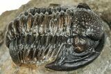 Curled Gerastos Trilobite Fossil - Morocco #277631-1